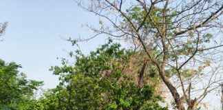 बस्ती में आंधी-बारिश से 20 गांवों की बिजली गुल:रास्ते बंद, मंदिर बाल-बाल बचा; जनजीवन अस्त-व्यस्त