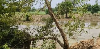नहर टूटने से किसानों के खेत जलमग्न:बनकटी के गौरा उपाध्याय में गन्ने की फसल बर्बाद