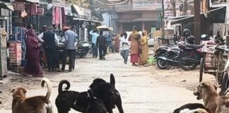 नौतनवा में आवारा कुत्तों का आतंक:न्यू पीएचसी से बाजार तक दहशत, अस्पताल आने वाले मरीजों के पीछे दौड़ रहे झुंड