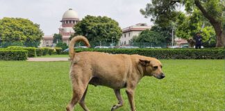 ‘हटाने ही होंगे आवारा कुत्ते…’, सुप्रीम कोर्ट ने बरकरार रखा अपना फैसला