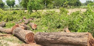 बिना परमिट धड़ल्ले से हो रहा कटान:बेलहन महेशपुर में दो शीशम के पेड़ काटे, विभाग को जानकारी ही नहीं