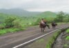 जंगली जानवरों की गतिविधियों की जानकारी के लिए 1000 गांवों में AI-बेस्ड अलर्ट सिस्टम – वन मंत्री गणेश नाइक