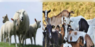 बकरी व भेड़ पालन योजना में गड़बड़ियों के आरोप