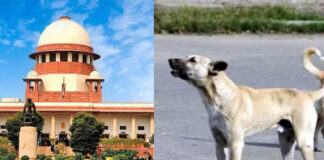 सार्वजनिक जगहों से हटाए जाएंगे आवारा कुत्ते:सुप्रीम कोर्ट