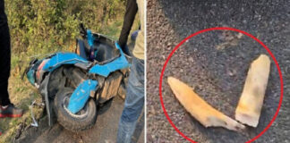 महिला से टकराकर हाथी के दांत टूटे, ‘अब हाथी भी सेफ नहीं’