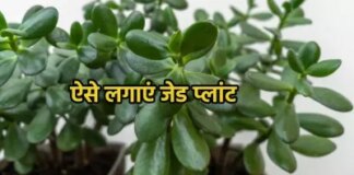 जेड प्लांट की ग्रोथ कैसे तेज करें?