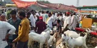 बकरीद की आहट से गुलजार हुए उतरौला के बाजार, बकरों की खरीदारी तेज