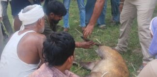 इटवा में घायल नर हिरण को परासी नाले से निकाला:वन विभाग और ग्रामीणों ने बचाया, उपचार के लिए भेजा