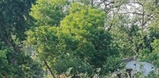 गिरिजापुरी कॉलोनी में गिरा सेमल का विशाल पेड़:बिजली आपूर्ति बाधित, बड़ा हादसा टला
