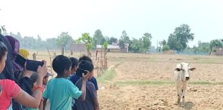 गाय 48 घंटे तक खेत में लगाती रही चक्कर:श्रावस्ती में पशु चिकित्सक ने किया इलाज, कहा- अंतिम अवस्था में था बुखार