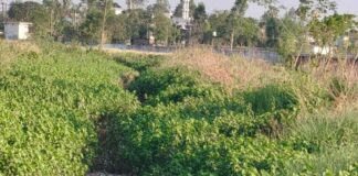 पडिया नहर कचरे से पटी, जल प्रवाह बाधित:किसानों को सिंचाई में दिक्कत, संक्रामक बीमारियों का खतरा बढ़ा