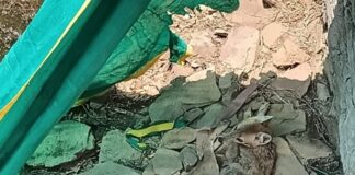 उत्तर प्रदेश : एक सप्ताह से कुएं में फंसे सियार को नहीं निकाल सकी वन विभाग की टीम, ग्रामीण बोले- अब भी कुएं में है; वन विभाग ने कहा- जंगल में छोड़ा