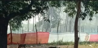 नासिरगंज में बंदरों का आतंक बढ़ा:फसलों और आम के बागों को नुकसान; बच्चों के लिए भी खतरा