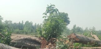 विश्व पर्यावरण दिवस पर पेड़ काटे जाने की सूचना:बहराइच के महसी में तिवारीपुरवा बाग का मामला, डीएफओ ने जांच के आदेश दिए