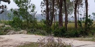 गौरा निपानिया और कमता सिवान में पुलिया की रेलिंग टूटी:ग्रामीणों और किसानों को हादसे का डर, आवागमन में परेशानी