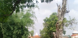 कुसौरा सोधिया सड़क पर गिरा पेड़:गांवों का आवागमन बाधित, हटाने की मांग