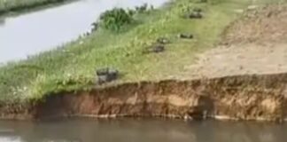 मनरेगा पोखरे का जीर्णोद्धार कार्य जलमग्न:मधुबनी नहर की पटरी टूटने से काम ठप
