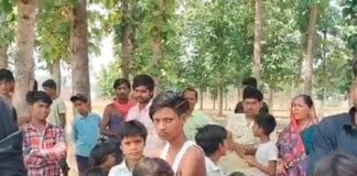 गाय 48 घंटे से खेत की परिक्रमा कर रही:श्रावस्ती में कौतूहल, देखने के लिए उमड़ी भीड़