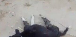 परसौली में पालतू कुत्ते पर हमला:ग्रामीण ने पुलिस से की कार्रवाई की मांग, जांच शुरू