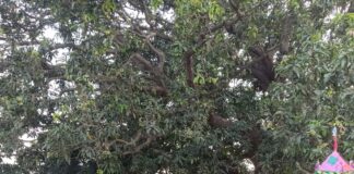 मोहर्रम पर ताजिया जुलूस, मेलों में उमड़ी भीड़:सिद्धार्थनगर में कर्बला पर हुआ पारंपरिक आयोजन