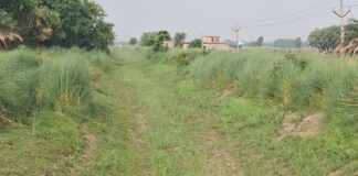 सिद्धार्थनगर में धान की रोपाई रुकी:बारिश और नहरों में पानी न मिलने से किसान चिंतित