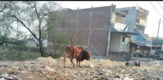 श्रावस्ती में इकौना टैक्सी स्टैंड पर गंदगी का अंबार:नेशनल हाईवे 730 पर राहगीरों को हो रही परेशानी