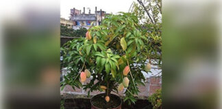 आम की गुठली से घर में उगाएं आम का पौधा