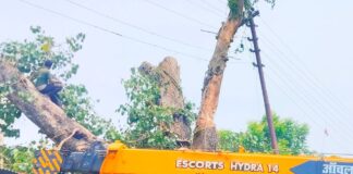 विशाल पीपल का पेड़ रिहाइशी मकानों, बिजली लाइन पर गिरा:बस्ती में वन विभाग ने मुस्तैदी से हटाया मलबा, आपूर्ति बहाल
