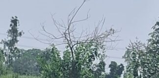 माचा गांव में 15 दिन से बिजली गुल:आंधी से पोल टूटे, SDO बोले- एक माह तक नहीं मिलेगी बिजली