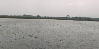 पनियरा में मूसलाधार बारिश, गर्मी से मिली राहत:किसानों को धान की रोपाई में मिलेगा फायदा, लागत घटेगी
