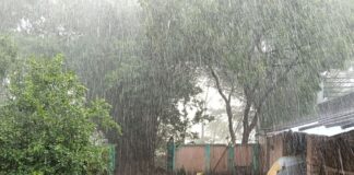 बारिश से गन्ने की फसल को फायदा:मुंडेरवा क्षेत्र में झमाझम बरसात, धान की तैयारी शुरू