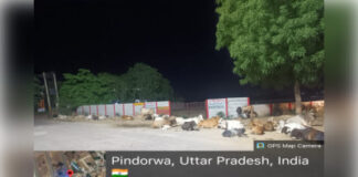 गोवंश संरक्षण व्यवस्था को धता बता रहे जिम्मेदार, सड़कों पर घूम रहे निराश्रित गौवंश