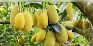 कटहल की खेती खत्म हो जाएगी सब्जी की टेंशन और मिलेगा मोटा दाम