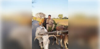 महोबा: सीओ रविकांत गौड़ ने हांकी बैलगाड़ी, लोगों को भा रहा साहब का देशी अंदाज