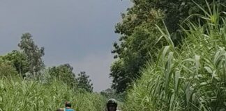 नहर पटरी मार्ग पर नरकट का घना जंगल:आवागमन जोखिम भरा, राहगीरों की बढ़ी मुश्किलें