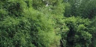 सड़क पर 2 महीने से गिरा बांस का झुरमुट:हादसे का खतरा, राहगीरों ने हटाने की मांग की