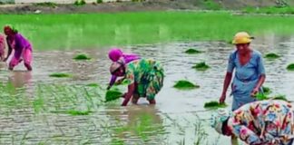 बस्ती में भीषण गर्मी के बीच धान की रोपाई शुरू:किसान इंजन से खेतों में पानी भरकर कर रहे बुवाई