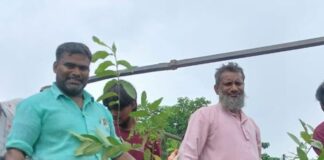 पूरेहेमराज में 2000 से अधिक पौधे वितरित:प्रधान प्रतिनिधि ने ग्रामीणों को वृक्षारोपण के लिए दिए