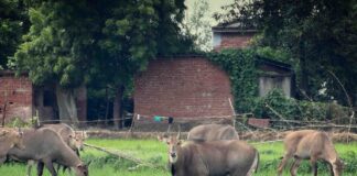हर्रैया में नीलगायों का आतंक, फसलें बर्बाद:किसान परेशान, प्रशासन से समाधान की अपील