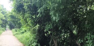 कप्तानगंज में सड़क पर झाड़ियां, गड्ढे से परेशानी:पोखरा-रखिया मार्ग पर स्कूली बसों को खतरा, हादसे का डर
