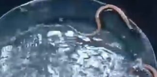 घर में मिले दर्जनों सांप के बच्चे और नागिन:बस्ती के बेलभरिया गांव में सर्पमित्र ने किया रेस्क्यू