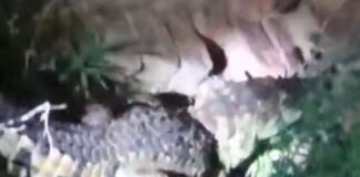 बहराइच में घर के पीछे बैठा मिला मगरमच्छ:टॉर्च की रोशनी पड़ने पर ग्रामीण के उड़े होश, कई शिकायतों के बाद भी नहीं पहुंचा वन विभाग