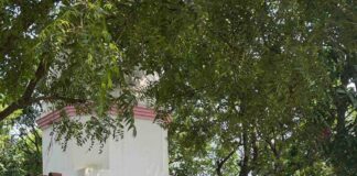विशेष मंगलवार पर उमड़ा श्रद्धालुओं का जनसैलाब:हर्रैया में सिद्ध समय माता मंदिर में पूरी-हलवा का महाप्रसाद अर्पित