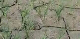 हर्रैया में बारिश न होने से धान की फसल प्रभावित:किसान चिंतित, खेतों में दरारें पड़ने लगीं, लागत डूबने का डर