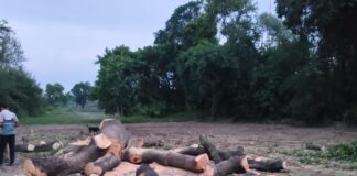 बहराइच में अवैध रूप से आम का पेड़ काटा:ठेकेदार ने बिना कागजात की कटान, वन विभाग ने लगाया जुर्माना