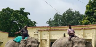 बहराइच के बिछिया रेलवे स्टेशन के पास दिखा बाघ:वन विभाग ने हाथियों की मदद से गश्त कर जंगल में खदेड़ा