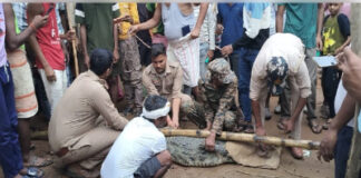 सात फीट का मगरमच्छ बस्ती में पहुंचा, वन विभाग ने सुरक्षित रेस्क्यू कर जलाशय में छोड़ा