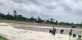 बस्ती में भीषण गर्मी में धान की रोपाई जारी:बारिश न होने से किसान इंजन का सहारा लेने को मजबूर