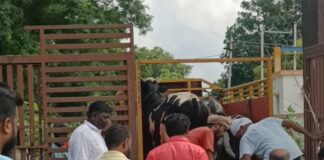 भिसवा ग्राम सभा से हटाए गए आवारा पशु:मुख्यमंत्री हेल्पलाइन पर शिकायत के बाद गौशाला भेजे गए