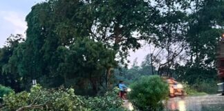 NH-28 पर पेड़ गिरा:बस्ती-गोरखपुर लेन बाधित, पुलिस ने संभाला यातायात